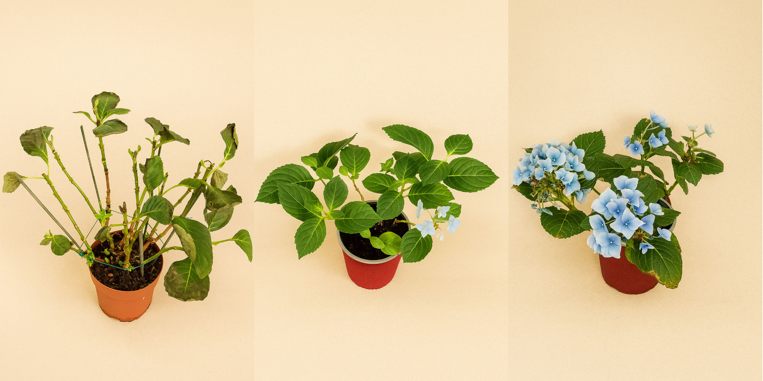 Flores 2